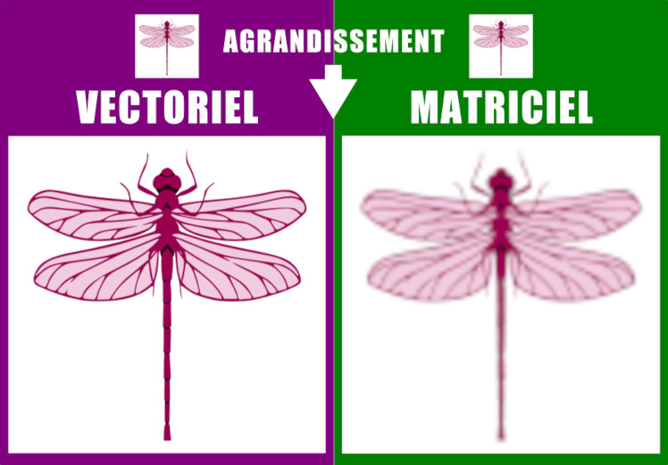 Redimensionnement d'une libellule réalisée en matriciel ou en vectoriel